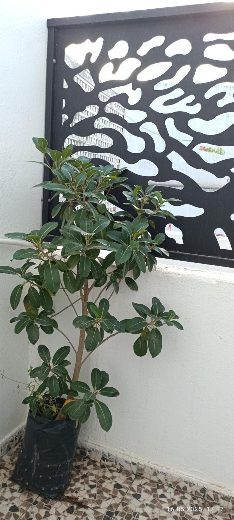 Fufa Haute Standing Appartment S2 Center מונסטיר מראה חיצוני תמונה
